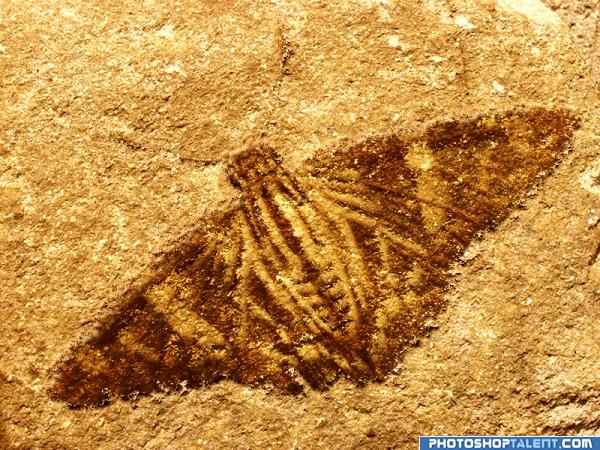 Creation of Moth Fossil: Final Result